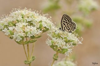 Balkan Kaplan (Tarucus balkanicus)