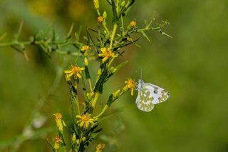 Yeni Beneklimelek (Pontia edusa)