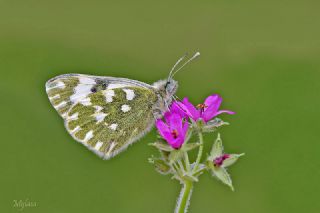 Yeni Beneklimelek (Pontia edusa)