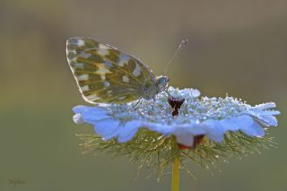 Yeni Beneklimelek (Pontia edusa)