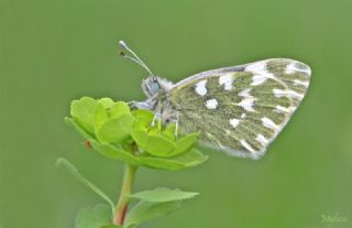 Yeni Beneklimelek (Pontia edusa)