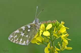 Yeni Beneklimelek (Pontia edusa)