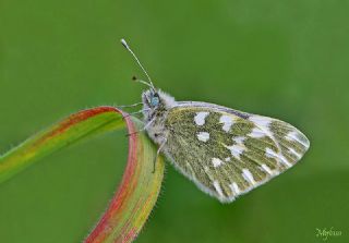 Yeni Beneklimelek (Pontia edusa)