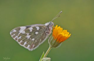 Yeni Beneklimelek (Pontia edusa)