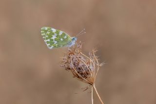 Yeni Beneklimelek (Pontia edusa)