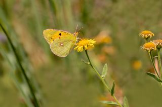 Sar Azamet (Colias croceus)