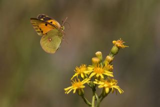 Sar Azamet (Colias croceus)