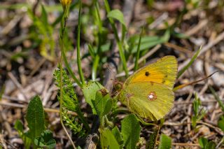 Sar� Azamet&nbsp;(Colias&nbsp;croceus)