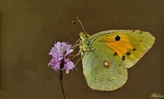 Sar Azamet (Colias croceus)