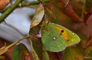 Sar Azamet (Colias croceus)