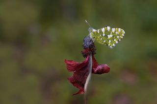 Da Oykls (Euchloe ausonia)