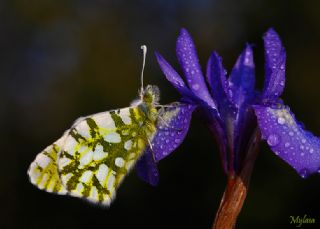 Da Oykls (Euchloe ausonia)