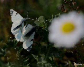 Da Oykls (Euchloe ausonia)