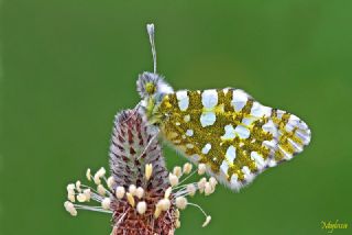 Da Oykls (Euchloe ausonia)