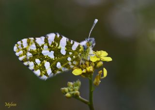 Da Oykls (Euchloe ausonia)