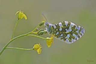 Da Oykls (Euchloe ausonia)