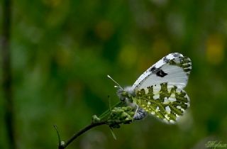 Da Oykls (Euchloe ausonia)