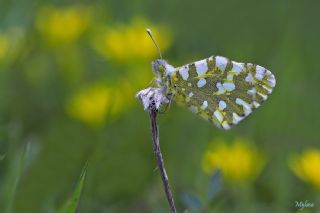 Da Oykls (Euchloe ausonia)