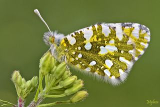 Da Oykls (Euchloe ausonia)