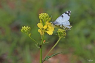 Da Oykls (Euchloe ausonia)