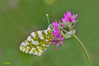 Da Oykls (Euchloe ausonia)