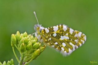 Da Oykls (Euchloe ausonia)