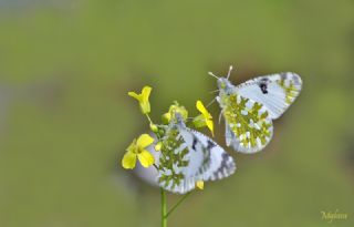 Da Oykls (Euchloe ausonia)