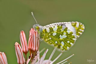 Da Oykls (Euchloe ausonia)