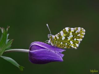 Da Oykls (Euchloe ausonia)