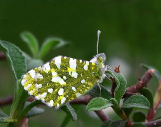 Da Oykls (Euchloe ausonia)