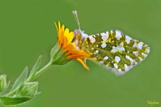 Da Oykls (Euchloe ausonia)