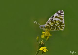 Da Oykls (Euchloe ausonia)