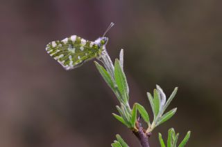 Da Oykls (Euchloe ausonia)
