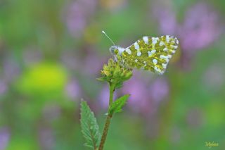 Da Oykls (Euchloe ausonia)