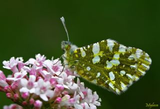 Da Oykls (Euchloe ausonia)