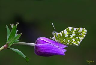 Da Oykls (Euchloe ausonia)