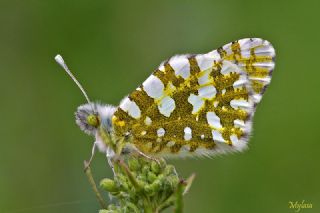 Da Oykls (Euchloe ausonia)