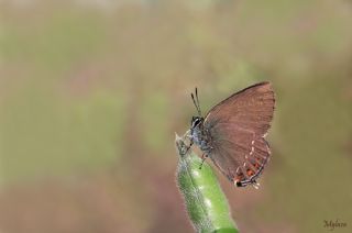 Byk Sevbeni (Satyrium ilicis)