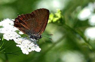 Byk Sevbeni (Satyrium ilicis)