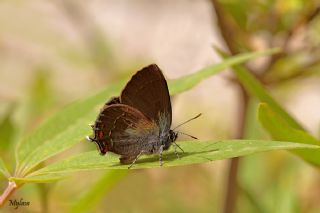 Byk Sevbeni (Satyrium ilicis)