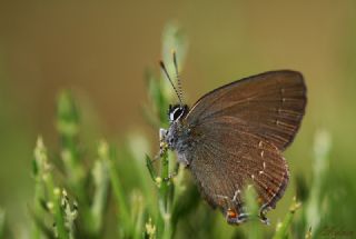 Byk Sevbeni (Satyrium ilicis)