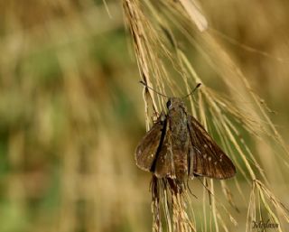 Beyaz illi Kara Zpzp (Pelopidas  thrax)