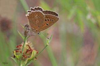 okgzl Dafnis (Polyommatus daphnis)