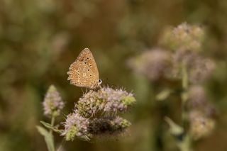 okgzl Dafnis (Polyommatus daphnis)