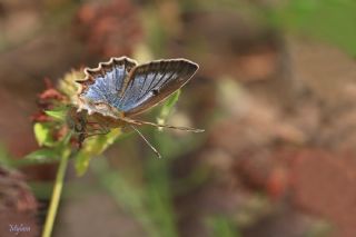 okgzl Dafnis (Polyommatus daphnis)