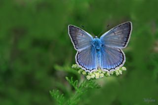 okgzl Dafnis (Polyommatus daphnis)