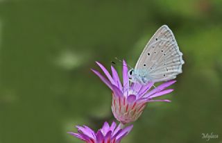 okgzl Dafnis (Polyommatus daphnis)