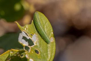 Mezopotamya Kolotisi (Colotis fausta)