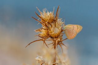 Mezopotamya Kolotisi (Colotis fausta)