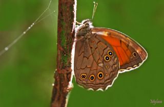 Aa Esmeri (Kirinia roxelana)